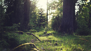 A conservationist's commitment, will you join me? 