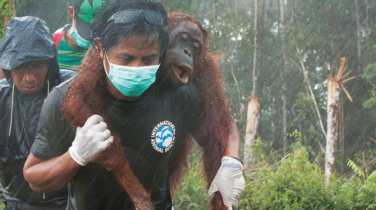 Orang-utan rescue