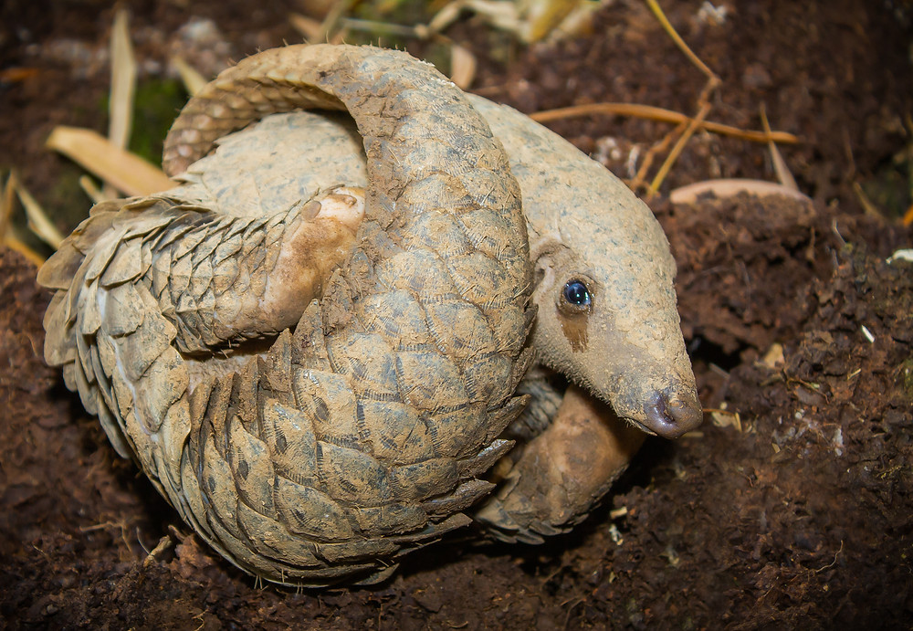 Pangolin, The Conservation Project International
